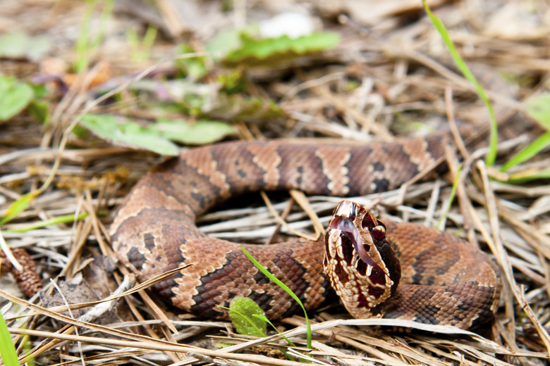 Juvenile Cottonmouth