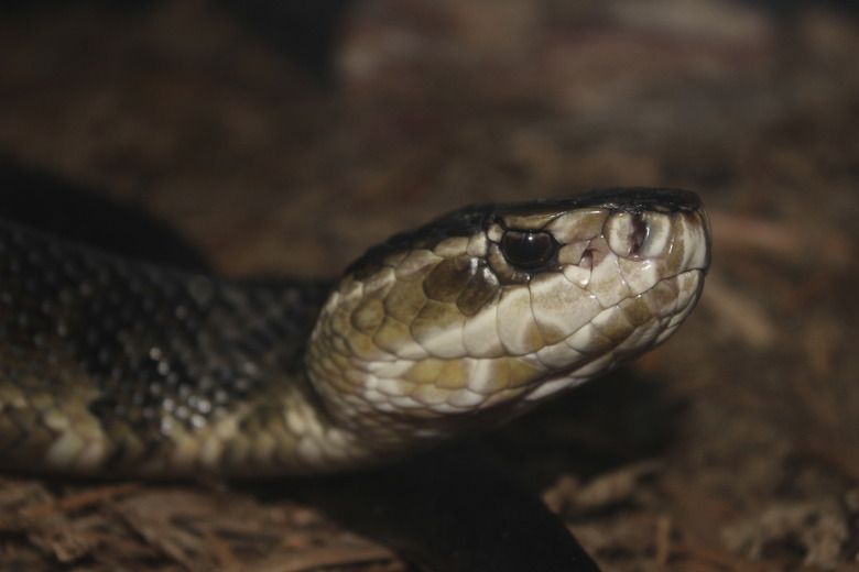 Cottonmouth Snake