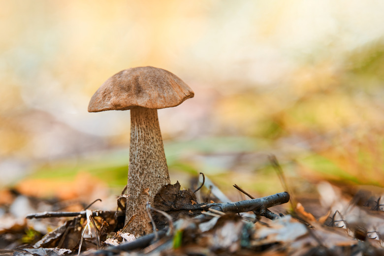 Leccinum versipelle mushroom in autumn forest. Orange birch bolete. Edible healthy meal.