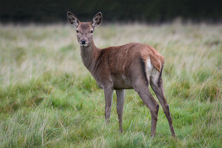 A young red deer doe standing