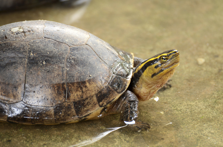 Freshwater turtles