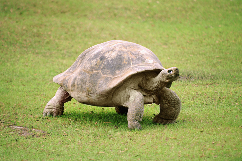 Giant Tortoise walking on grass