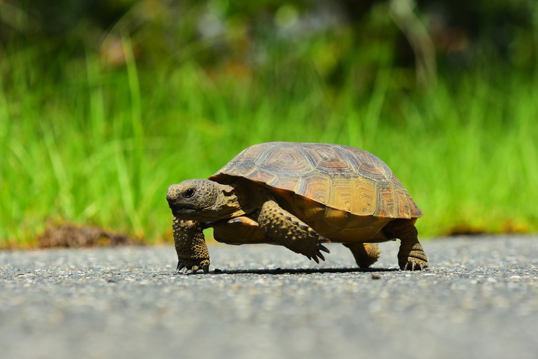 How to Identify Florida Land Turtles