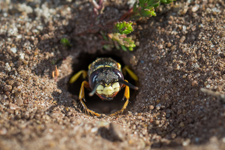 European Beewolf wasp (Philanthus triangulum) exiting its burrow