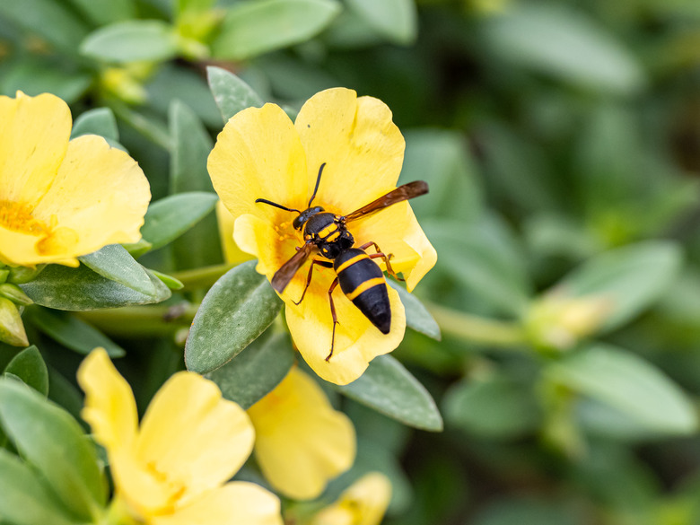 Parancistrocerus potter wasp in a flower garden 9