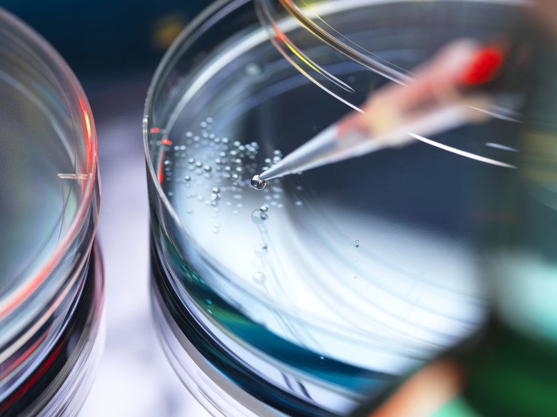 Stem Cell Research, Scientist pipetting cells into a petri dish.