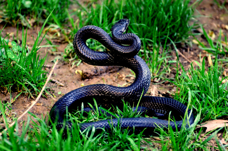 Black rat snake