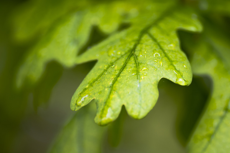 Oak leaves