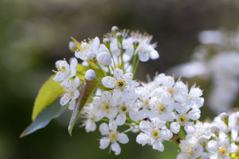 Pin Cherry Tree