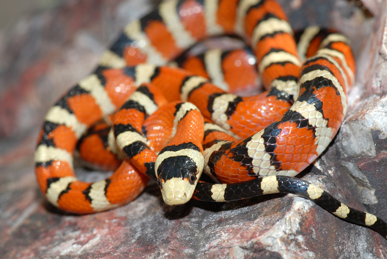 Lampropeltis pyromelana