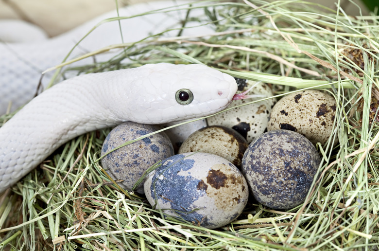 White Texas rat snake in a bird's nest