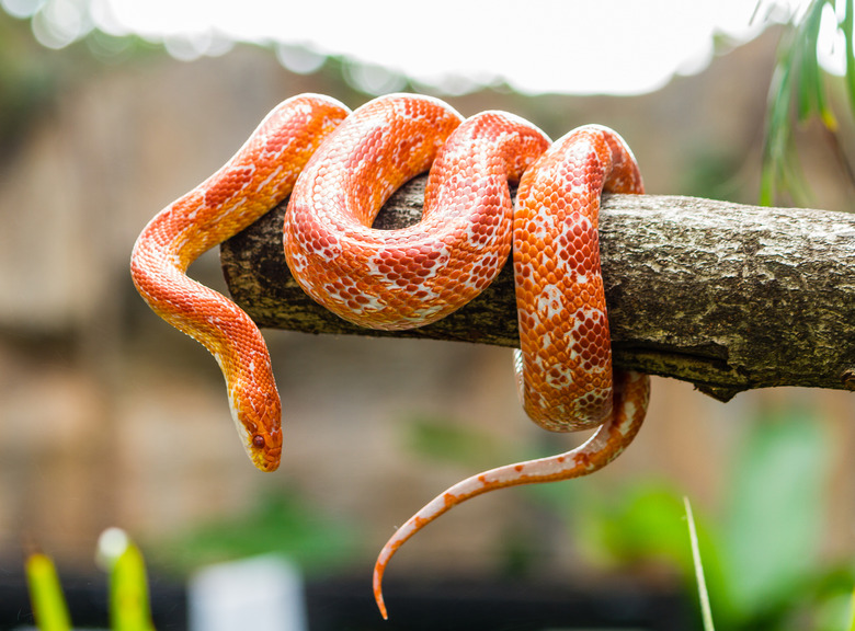 Corn snake on a branch