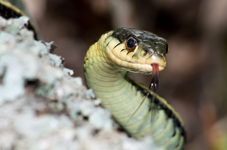 Garter Snake