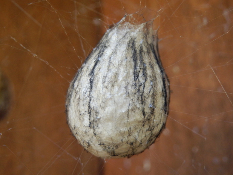 Wasp Spider Egg Sac