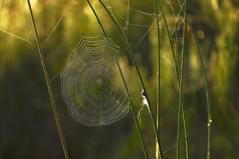 Cycle net of a spider between stalks with morning dew, nature reserve Reussspitz, canton Zug, Switzerland