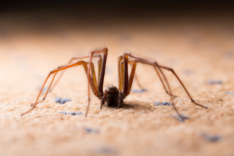 Backlit shot of a large House Spider.