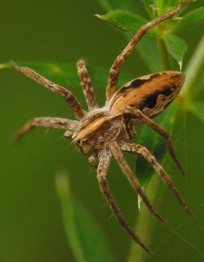 How To Identify Spiders In Connecticut | Sciencing