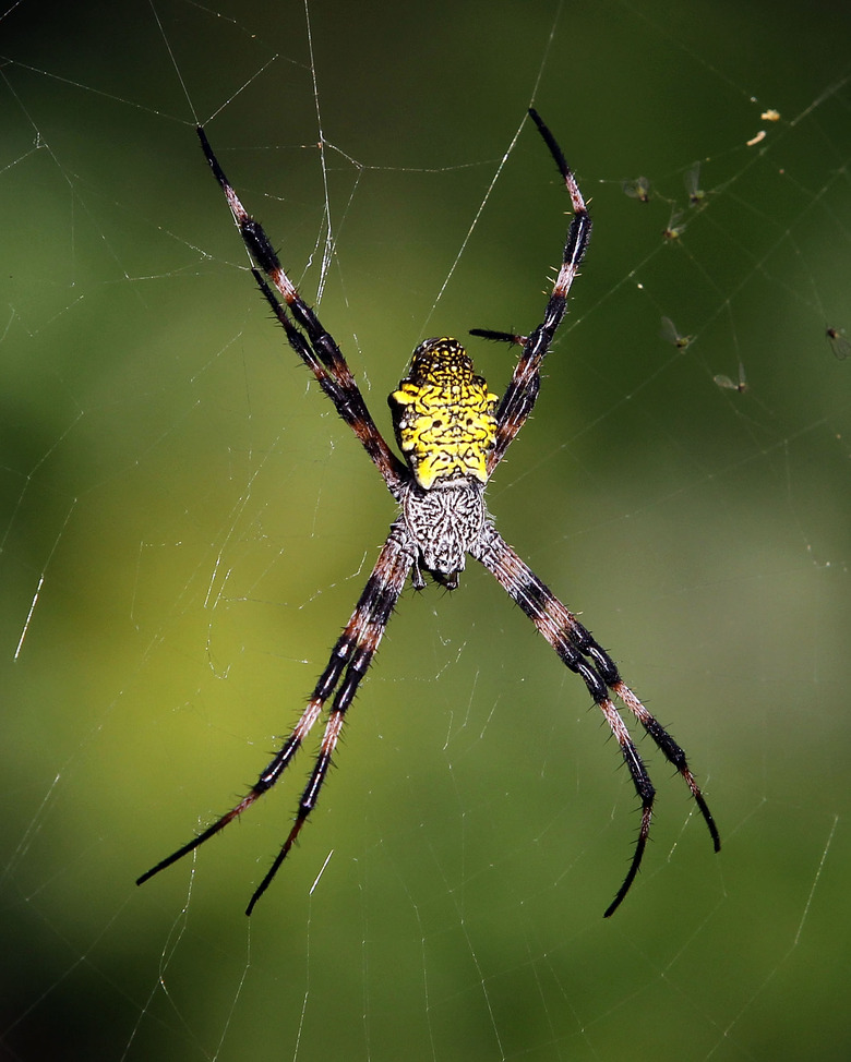 A spider's web can help you identify the species