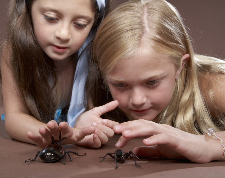 Two girls (7-8) lying down and playing with beetle and spider, close-up