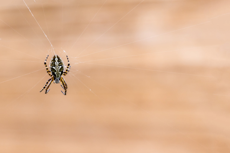 Brown garden spider on cobweb with beige background