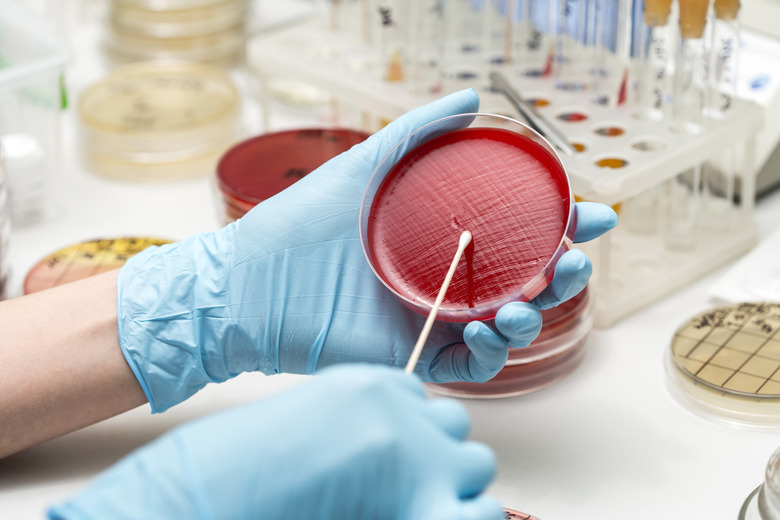 lab technician hand planting a petri dish