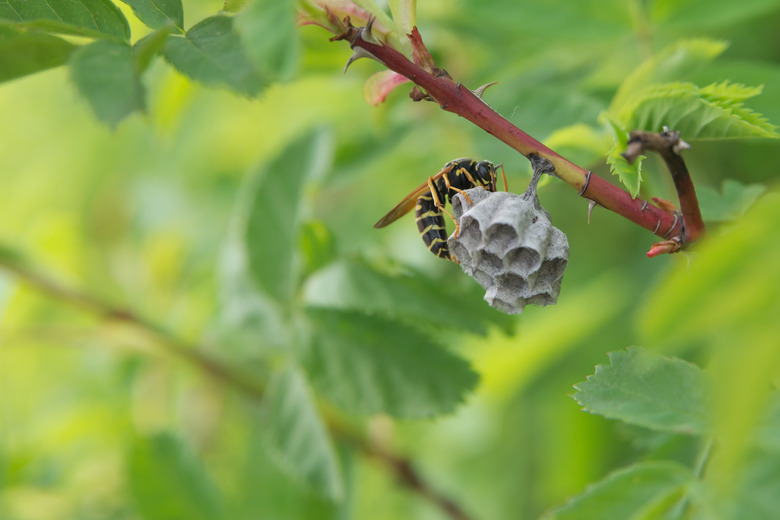 Wasp makes cells