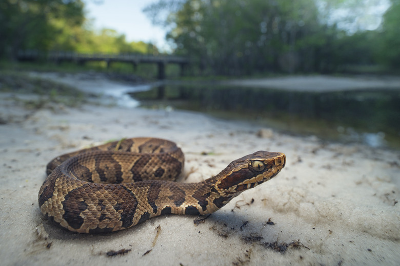 Juvenile cottonmouth snake (Agkistrodon piscivorus), Florida, America, USA