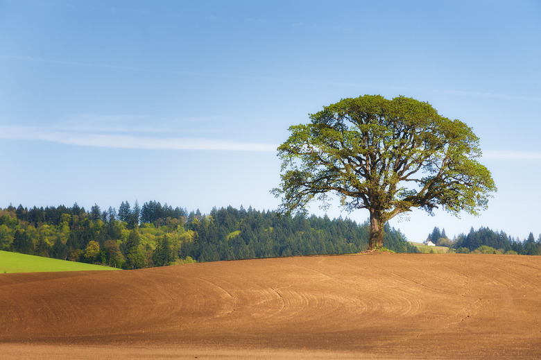 White Oak tree stands alone in plowed field