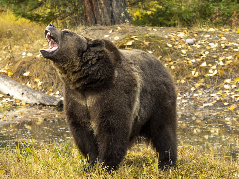 Grizzly Bear by Waters Edge Fall Color Background Captive