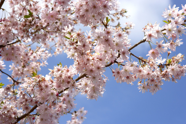 Cherry blossoms