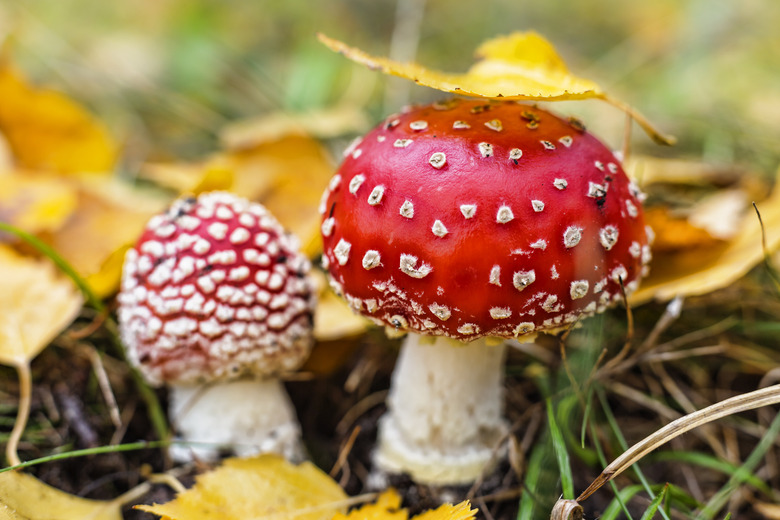 amanita, fly agaric, beautiful, season, mushroom, closeup, autumn, forest, agaric, toadstool,