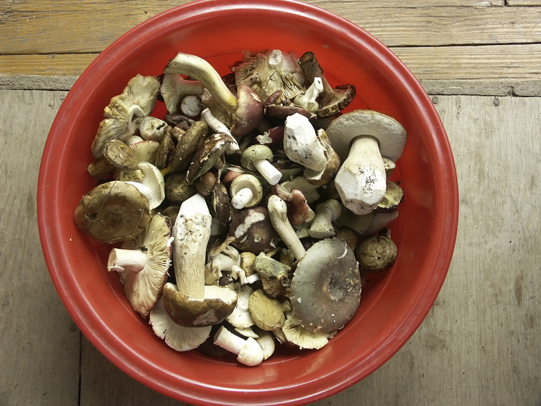 Basket of mushrooms