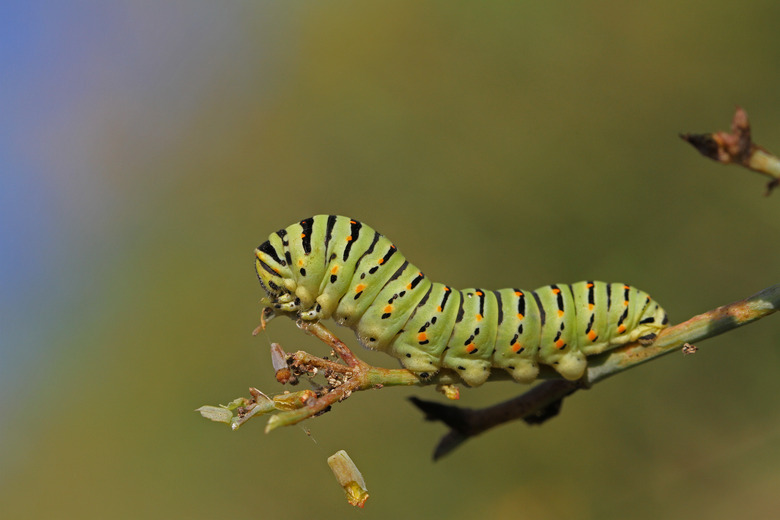 Swallowtail caterpillar or swallowtail butterfly larva Latin name papilio machaon green with black stripes and red spots very close up feeding on a wild fennel plant in October in Italy