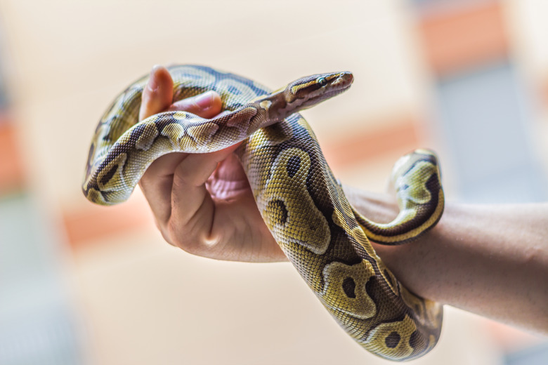 brave man holding snake