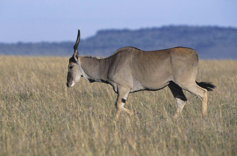 Eland (Taurotragus oryx) walking on savannah, Masai Mara, Kenya