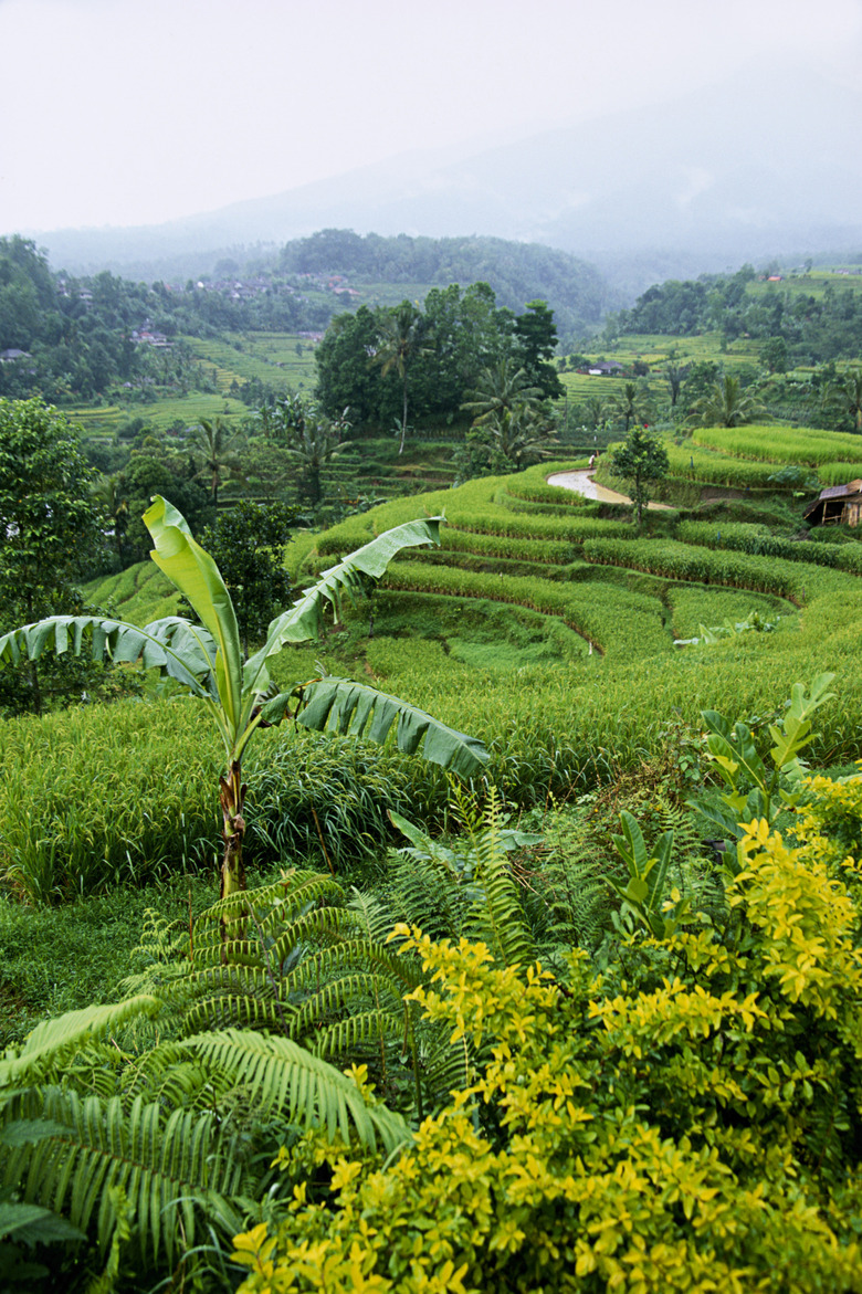 Ricefields in Bali, Indonesia