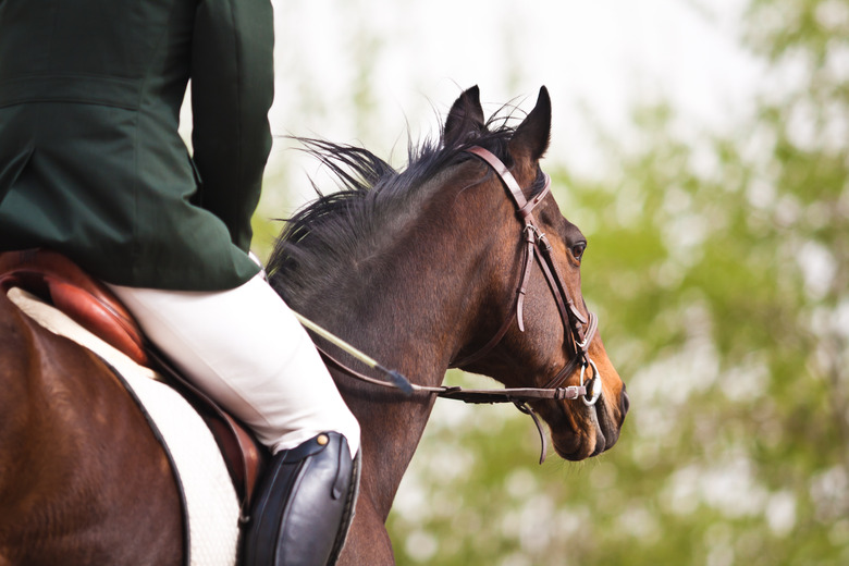 Horse and rider seen from behind in full dressage