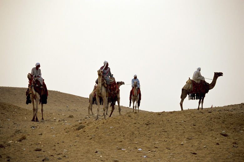 People on camels, Giza, Egypt