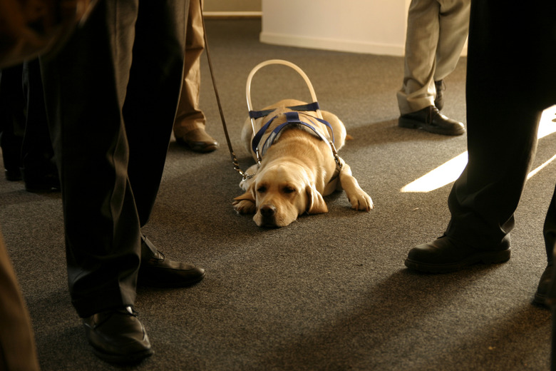 Helper of the blind: Waiting guide dog