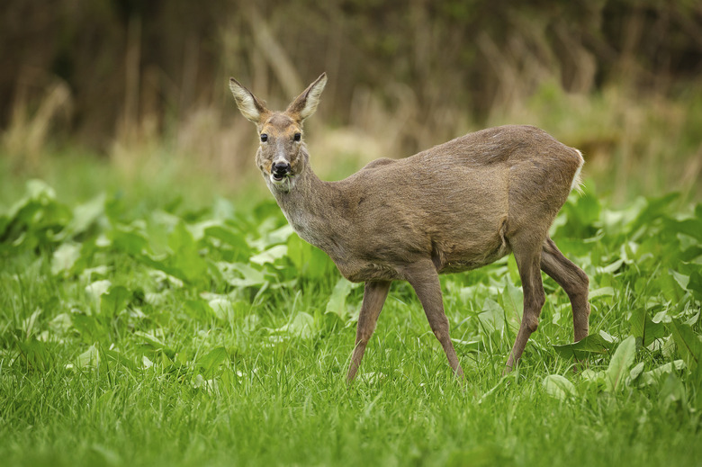 Roe deer chewing grass