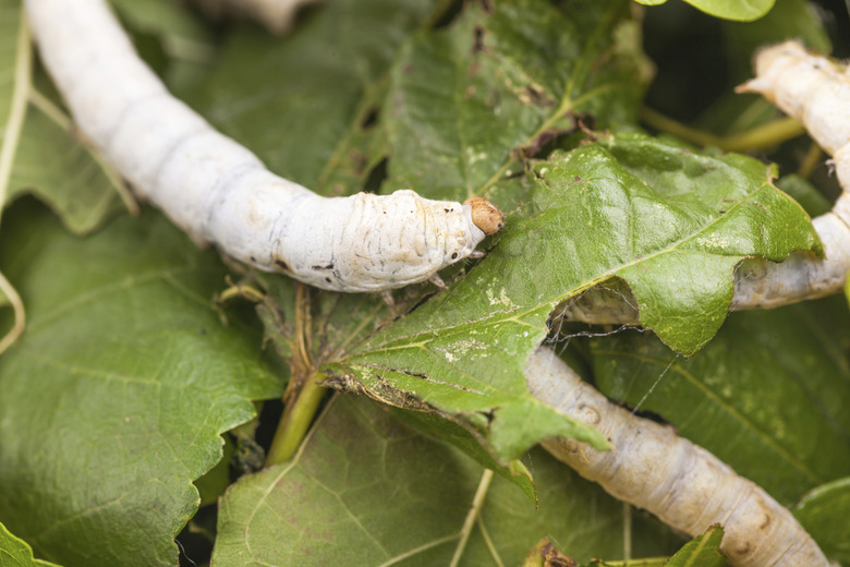 silkworm with mulberry leaf