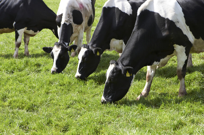 Dairy cows grazing in pasture