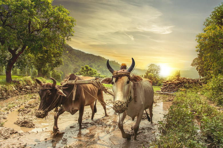 Farmer ploughing rice field at sunrise