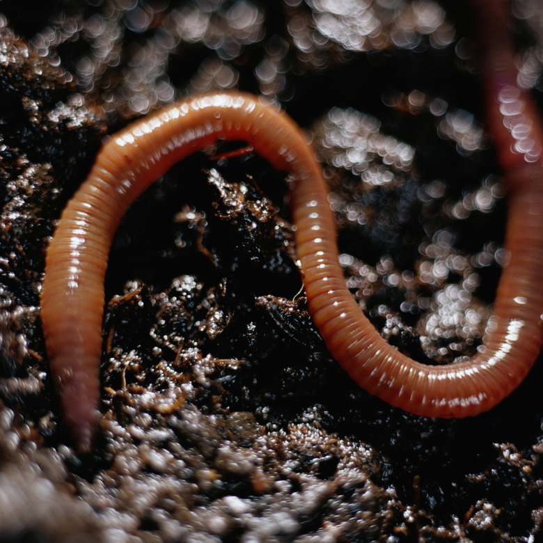 Earthworm