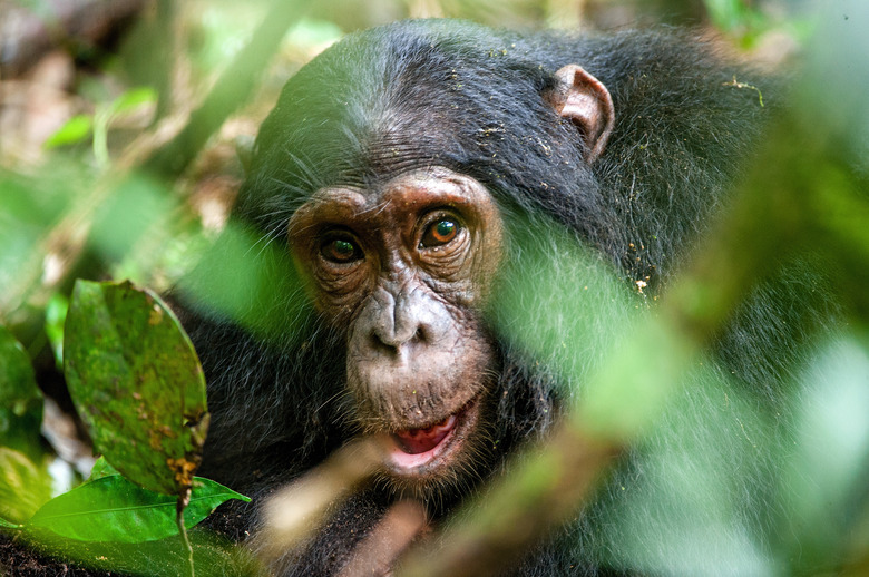 Close-up portrait of old chimpanzee