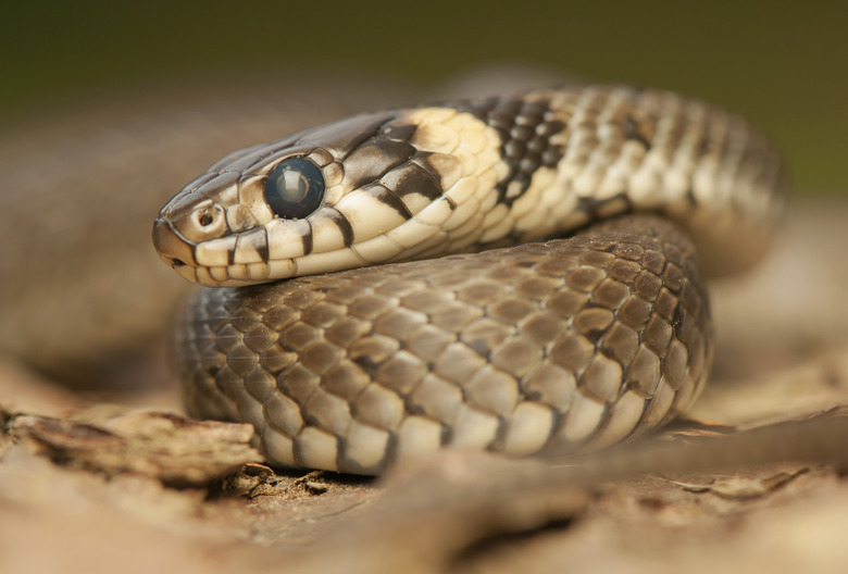 Grass snake