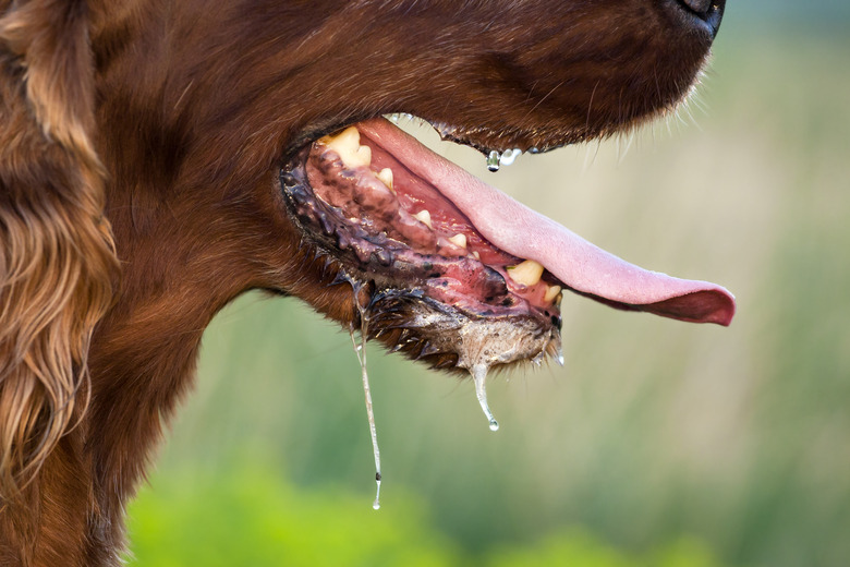 Importance of Water in Animal Life