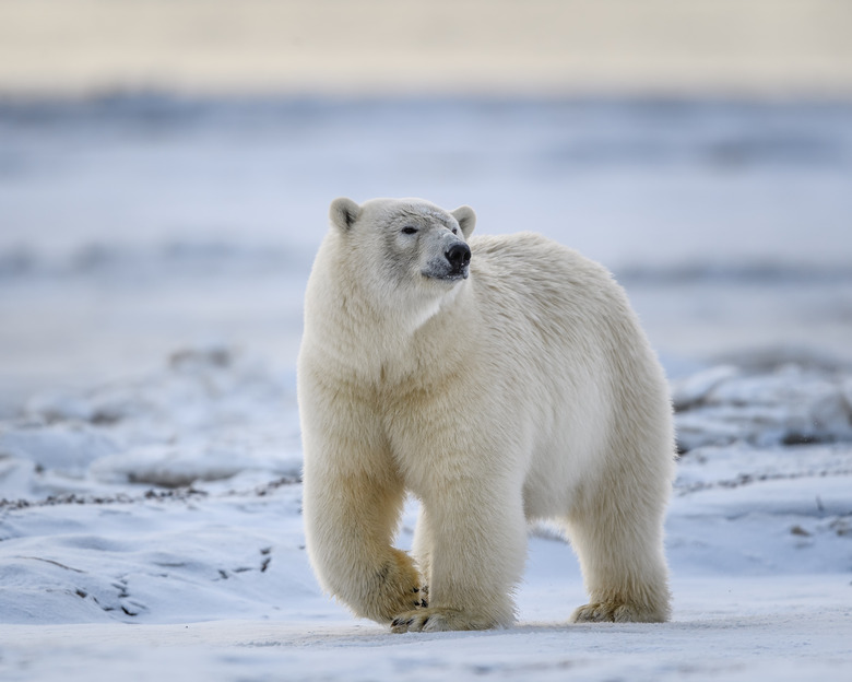 Polar Bear Moving Across the Snow and Ice