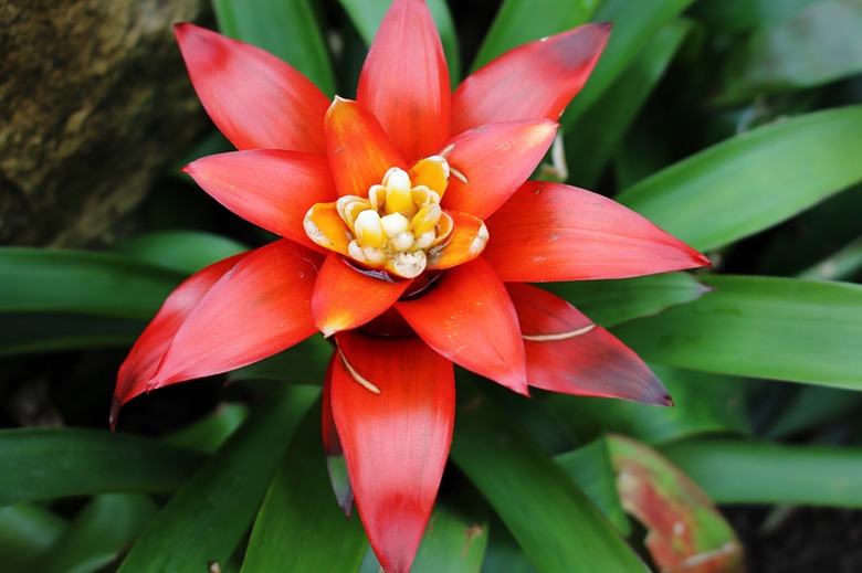 Close-Up Of Red Bromeliad Blooming In Garden