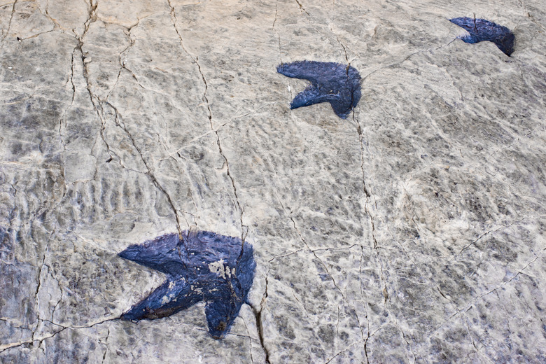 fossil footprints